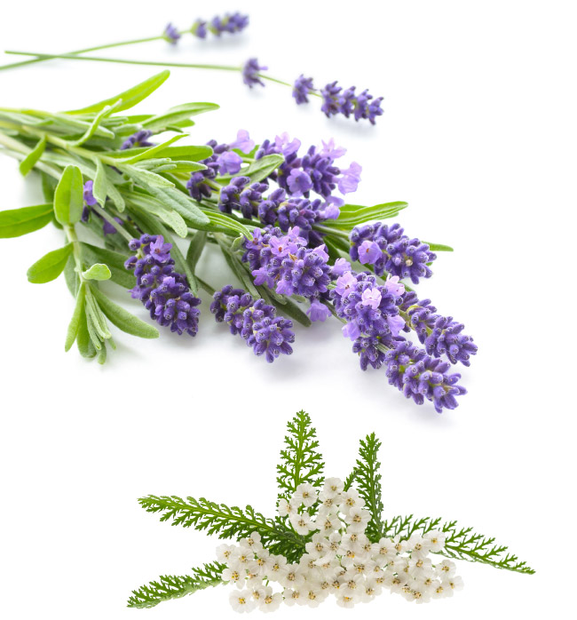 Lavande, Huile d‘achillée
