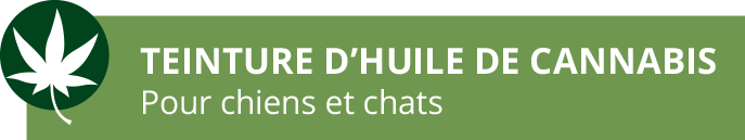 TEINTURE D’HUILE DE CANNABIS